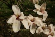 magnolia-anne-rosse-herkenrode090405-003