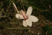 magnolia-anne-rosse-herkenrode090405-009