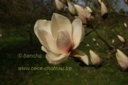 magnolia-candy-cane-herkenrode090405-3
