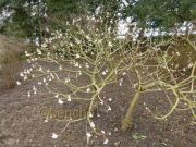 edgeworthia-chrysantha2