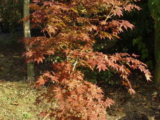Acer palmatum 'Akatayioo'
