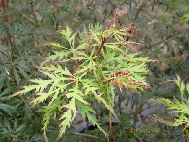 Acer palmatum 'Alloys'