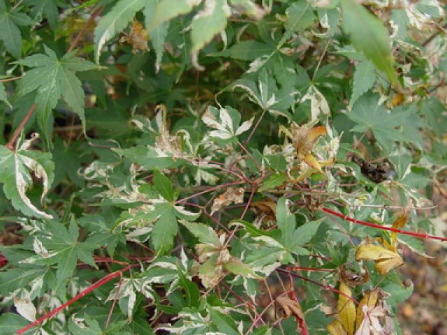 Acer palmatum 'Asahi zuru'