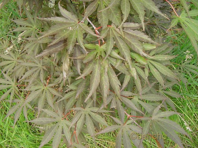 Acer palmatum 'Beni kagami'