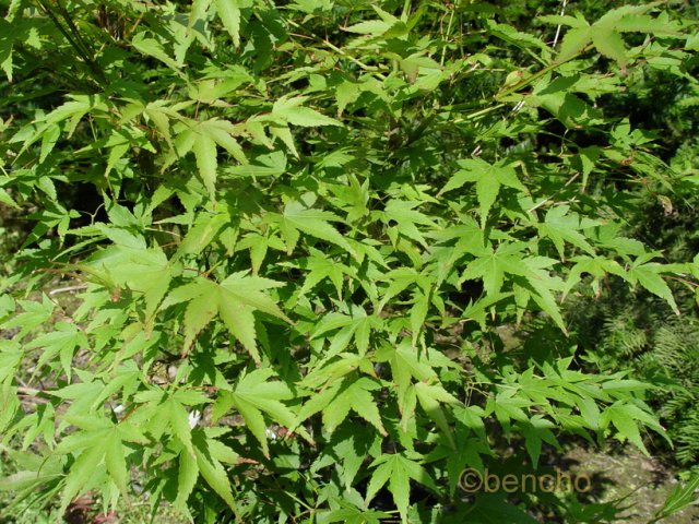 Acer palmatum 'Beni yatsubusa'