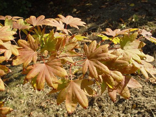 Acer palmatum 'Camille