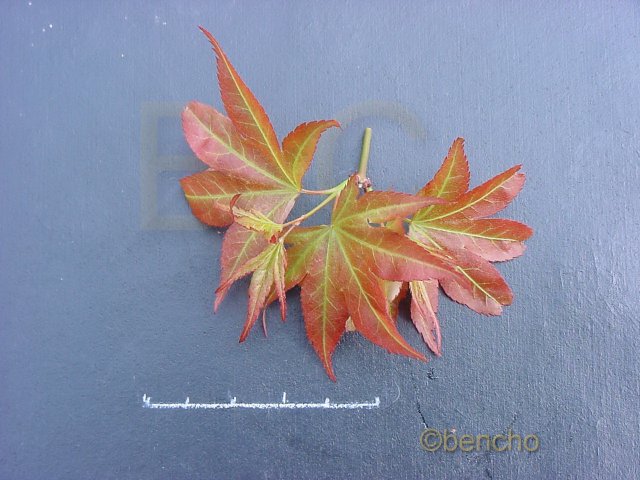 Acer palmatum 'Dwarf shishi '