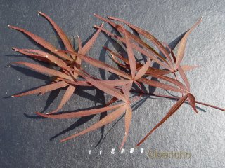 Acer palmatum 'Aka shishigosan'