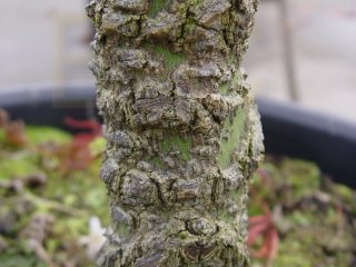Acer palmatum 'Arakawa'