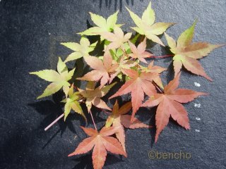 Acer palmatum 'Beni shidori'