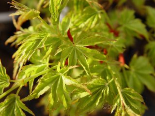 Acer palmatum 'Kyohime'