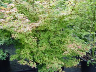 Acer palmatum 'Coonara Pygmy'