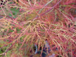 Acer palmatum 'Dissectum New'