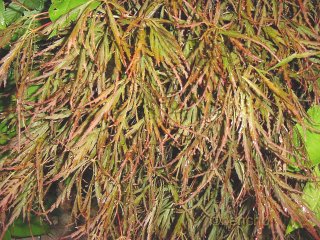 Acer palmatum 'Dissectum Nigrum'